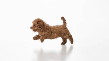 Tapılası köpeğin yan görüntüsü, beyaz stüdyo arka planında izole edilmiş, kıvırcık kahverengi kürklü, küçük, safkan bir Maltipoo köpeği. Evcil hayvan kavramı, sağlık, bakım, bakım.