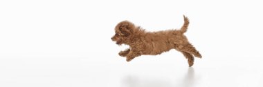 Sevimli, komik köpek, küçük, saf, kahverengi kürklü Maltipoo köpeği beyaz stüdyo arka planında koşup oynuyor. Evcil hayvan kavramı, sağlık, bakım, bakım