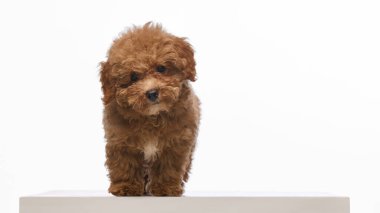 Güzel, safkan köpek, kahverengi kıvırcık kürklü, beyaz stüdyo arka planında izole edilmiş kameraya bakan Maltipoo köpeği. Evcil hayvan kavramı, sağlık, bakım, bakım.