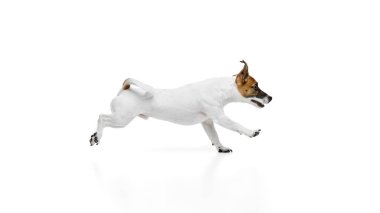 Aktif ve meraklı evcil hayvanın dinamik görüntüsü, Jack Russell Terrier hareket halinde, beyaz stüdyo arka planında koşuyor. Hayvan bakımı, bakım, tımar, sağlık, veteriner bakımı. Boşluğu kopyala