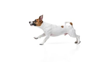 Mutlu aktif köpek, safkan Jack Russel Terrier hareket halinde, beyaz stüdyo geçmişine karşı neşeyle koşuyor. Yan görüş. Hayvan bakımı, bakım, tımar, sağlık, veteriner bakımı. Boşluğu kopyala