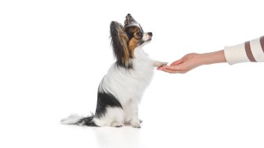 Zeki, tapılası Papillon köpeği sakince oturup, beyaz arka planda izole edilmiş emirleri yerine getiriyor. Hayvanlar, hayvan bakımı, tımar, sağlık, veteriner bakımı. İlan için alanı kopyala