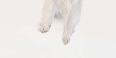Beyaz arka planda izole edilmiş tüylü beyaz köpek pençelerinin kırpılmış görüntüsü. Hayvanlar, hayvan bakımı, tımar, sağlık, veteriner bakımı. İlan için alanı kopyala