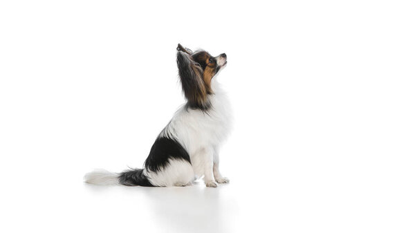 Side view of smart, fluffy, purebred Papillon dog calmly sitting and looking upwards isolated on white background. Concept of animals, pet care, grooming, wellness, vet care. Copy space for ad