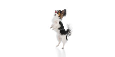 Sevimli, safkan Papillon köpeği arka ayakları üzerinde dikiliyor, dili dışarıda, beyaz arka planda izole edilmiş yiyecekleri yakalıyor. Hayvanlar, hayvan bakımı, tımar, sağlık, veteriner bakımı. İlan için alanı kopyala