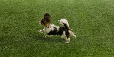 Mutlu, aktif, saf Papillon çimenli yüzeyde hareket halinde, koşuyor, oynuyor, dışarıda yürümekten zevk alıyor. Hayvanlar, hayvan bakımı, tımar, sağlık, veteriner bakımı. İlan için alanı kopyala