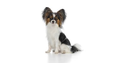 Mutlu, neşeli Papillon köpeği beyaz arka planda izole edilmiş neşeli bir ruh hali içinde oturuyor ve göz kırpıyor. Hayvanlar, hayvan bakımı, tımar, sağlık, veteriner bakımı. İlan için alanı kopyala