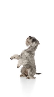 Oyuncu, zeki, safkan köpek, arka ayakları üzerinde duran minyatür Schnauzer beyaz stüdyo arka planında izole. Evcil hayvan, hayvan bakımı, veteriner kavramı. İlan için alanı kopyala