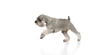 Safkan, meraklı köpeğin, Minyatür Schnauzer 'in hareket halindeki beyaz arka planda sakince yürüyen görüntüsü. Evcil hayvan, hayvan bakımı, veteriner kavramı. Reklam için boşluk kopyala. Pankart