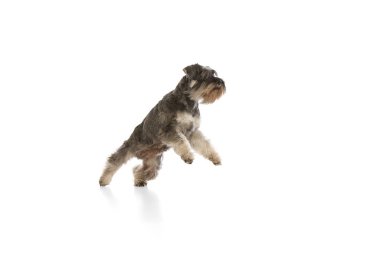 Oyuncu, safkan köpeğin dinamik görüntüsü Minyatür Schnauzer hareket halinde, koşuyor, beyaz arka planda izole bir şekilde zıplıyor. Evcil hayvan, hayvan bakımı, veteriner kavramı. İlan için alanı kopyala