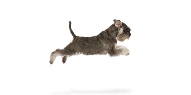 Safkan köpeğin komik bir görüntüsü, Minyatür Schnauzer hareket halinde, beyaz arka planda tek başına uçuyor. Oyuncu, aktif evcil hayvan. Evcil hayvan, hayvan bakımı, veteriner kavramı. İlan için alanı kopyala