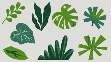 Düz vektör tarzında, kaba dokuları ve organik şekilleri olan soyut yeşil tropikal yaprakların toplanması. Çevre dostu ürünler için markalaşma ve paketleme kavramı