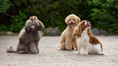 Hayattaki bir gün. Üç kürklü köpek dışarıda kaldırım taşı zemininde oturuyor, canlı bitki yaşamı ile kaplanmış. Baskı dergisi kavramı evcil hayvan yetiştirme, hayvan yaşam tarzı web sitelerine yayılıyor