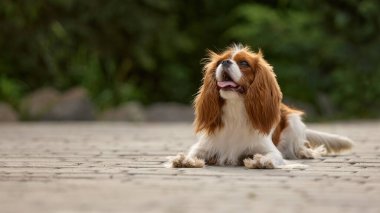 Bir Şövalye Kral Charles Spaniel, canlı yeşil bitki örtüsüyle kaplanmış, güneşten sırılsıklam olmuş kayalık bir yolda uzanır. Doğal bir ortamda evcil hayvan deneyimi..