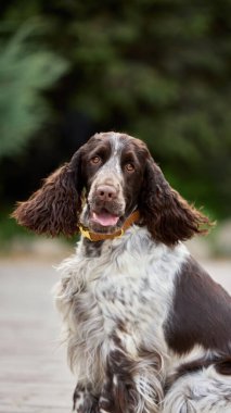 Üreme odağı. Kahverengi ve beyaz springer spanyel yeşil bir arka planla dışarıda poz verir. Köpek cinslerine bakmakla ilgili rehber kavramı, eşsiz kürkleri olan nadir türleri gösteren özellikler.