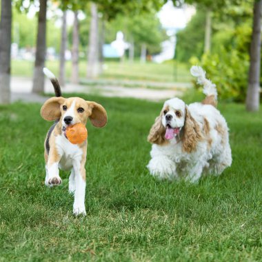 Oyuncak topla koşan köpek yavrusu onu kovalayan cocker spaniel. Hayvan bakımı, açık hava yaşam tarzı, eğitim, evcil hayvanlar, evlat edinme, neşeli sağlık.