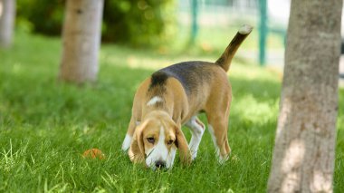 Beagle parkta çim kokluyor. Hayvan bakımı, açık hava yaşam tarzı, eğitim, evcil hayvanlar, evlat edinme ve sağIık kavramı.