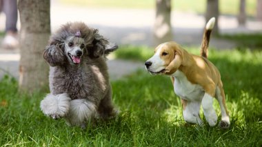 Kaniş ve av köpeği Sunny Park çimlerinde birlikte koşuyorlar. Açık hava yaşam tarzı, evcil hayvan bakımı, evlat edinme, sağlık, evcil hayvanlar, neşeli arkadaşlık kavramı..