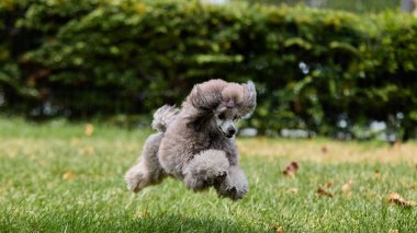 Güneşli bir günde yeşil çimlerde zarif bir şekilde zıplayan kaniş. Açık hava yaşam tarzı, evcil hayvan bakımı, evlat edinme, eğitim, sağlık, evcil hayvanlar..