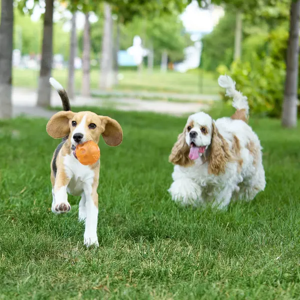 Oyuncak topla koşan köpek yavrusu onu kovalayan cocker spaniel. Hayvan bakımı, açık hava yaşam tarzı, eğitim, evcil hayvanlar, evlat edinme, neşeli sağlık.