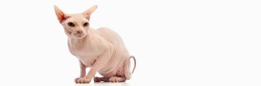 Sphynx kedisi beyaz arka planda çömelmiş ve dik dik bakıyor. Egzotik cins, kedi odaklı, modern hayvan fotoğrafçılığı, hayvan portresi ve yaşam tarzı görselleri kavramı. Pankart