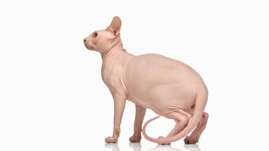 Profil görüntüsünde duran tüysüz sfenks kedisi beyazı izole etmiş. Egzotik türler, veterinerlik çalışmaları, hayvan bakımı, anatomik ayrıntı ve kedi gözlemi kavramı.
