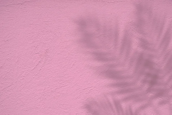 パームはピンクの背景に影を残します — ストック写真