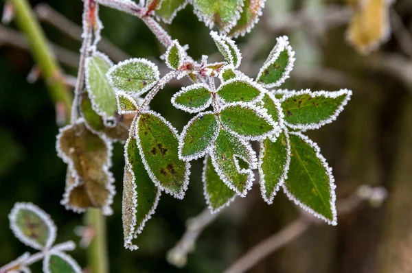 First autumn frost. Rose leaves covered with white frost. Morning frost, green frozen plant leaves. Winter is coming.