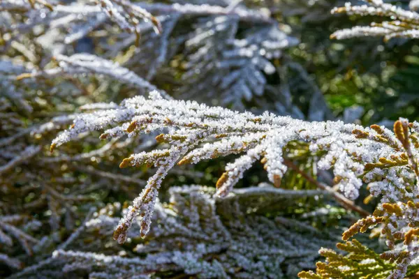 İlk sonbahar donması. Sabah soğuğu. Bahçede beyaz don kaplı yeşil thuja yaprakları. Kış geliyor..