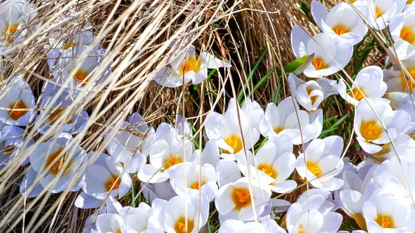 White crocuses sprout through last year\'s dry grass in spring. In early spring, the first flowers bloomed in the garden. Glade of blooming white crocuses. View from above. Close-up