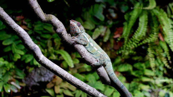 Green chameleon on a tree branch. Chameleon from the family of lizards, adapted to an arboreal lifestyle, able to change body color in accordance with the environment.