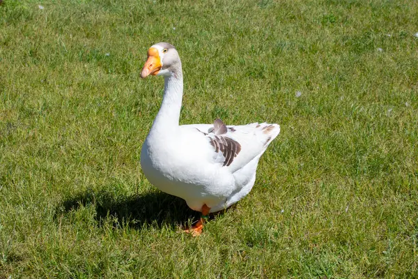 Yeşil çim tarlasında beyaz bir kazın yakın çekimi. Evcil kuş.