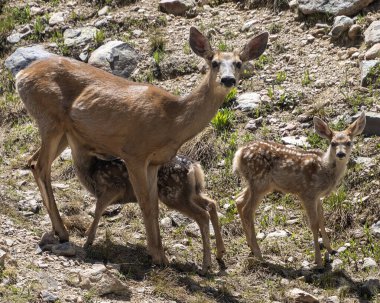 Katır geyiği aile fotoğrafı. Anne ve yavruları vahşi doğada. Biri emziriyor, diğeri kameraya bakıyor.