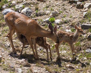 Katır geyiği aile fotoğrafı. Anne ve yavruları vahşi doğada. Biri emziriyor.