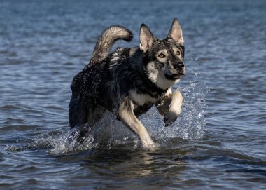 Alman çoban köpeği, Sibirya kurdu mavi bir gölde akıyor ve su sıçrıyor.