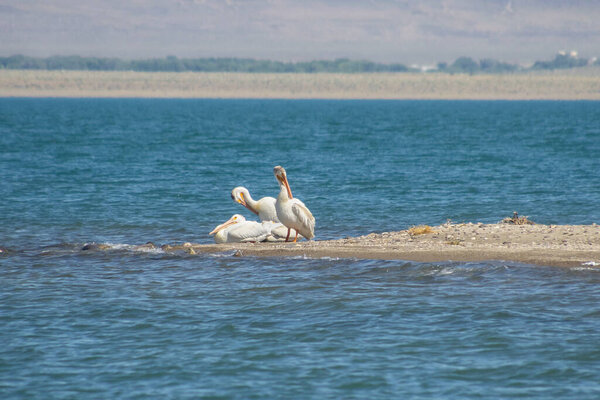 Три пеликана отдыхают и ухаживают за собой на песчаном пляже озера