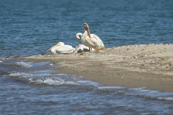 Trei Pelicani Care Odihnesc Îngrijesc Plaja Nisip Unui Lac — Fotografie, imagine de stoc