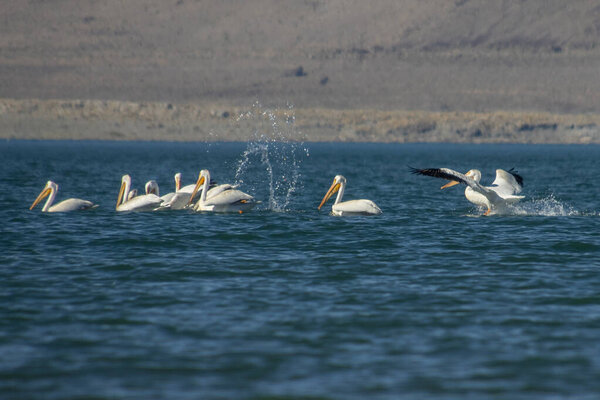 Стая белых пеликанов плавает и рыбачит на воде