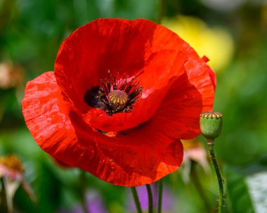 Canlı kırmızı bir gelincik çiçeği gür bir bahçede dimdik duruyor, narin yapraklarını ve karmaşık merkezini sergiliyor. Çevredeki yeşil tomurcuk, bu canlı ortamda yeni bir büyümeye işaret ediyor..