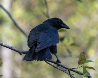 Siyah bir kuş, yemyeşil yaprakların arasında, bir ağaç dalında sessizce oturur ve öğleden sonra güneşli bir ormanın sakin atmosferinin tadını çıkarır..