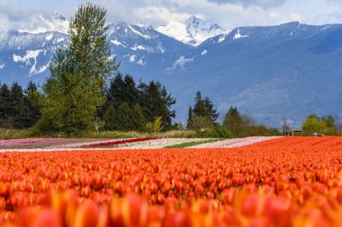 Canlı lale tarlaları, açık bir bahar gününde görkemli kar örtülü dağlara karşı turuncu ve pembe renklerin tonlarını sergiliyor. Yeşillik, bu doğal manzaranın güzelliğini arttırır..