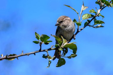 Küçük bir dişi kuş, açık mavi bir gökyüzünün altında canlı yeşil yapraklarla çevrili, yapraklı bir dalın üzerinde dinlenir. Güzel bir bahar gününde ılık güneşin tadını çıkarır..
