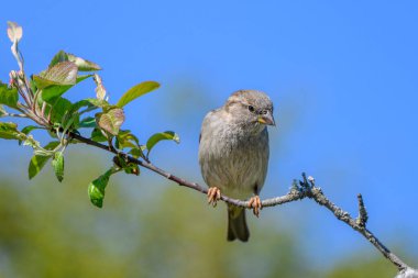 Küçük, gri bir kuş yeşil yapraklarla çevrili ince bir dalda dinleniyor. Parlak mavi gökyüzü canlı bir zemin sağlar. Doğal ortamında sakin görünüyor, güneşin tadını çıkarıyor..