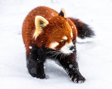 Kızıl bir panda kardan bir battaniyenin içinde yürüyor, bereketli kestane rengi kürkünü ve kış boyunca manzaralı bir vahşi yaşam sığınağında neşeli davranışlarını sergiliyor..