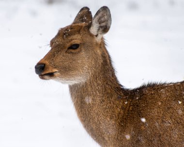 Dişi bir geyik, kar yağarken kürkü pullarla kaplanmış beyaz bir kar zemininin önünde hareketsiz durur. Huzurlu ortam, doğada bir kış gününün özünü yakalar..