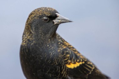 Işıldayan sarı işaretli siyah bir kuş, tünemiş, eşsiz özelliklerini sergilerken dikkatle bakar, yumuşak mavi bir arka plana karşı..
