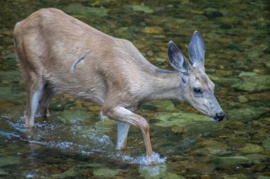 Dişi bir geyik, pürüzsüz taşlarla çevrili sığ nehir sularında dikkatlice yürür. Sahne huzurlu bir manzarada doğanın dingin güzelliğini yakalar..