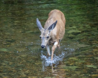 Bir dişi geyik zarif bir şekilde sığ bir derede hareket ederek suda dalgalanmalar yaratır. Bereketli yeşil çevre ve yumuşak sabah ışığı huzurlu atmosferi güçlendirir..