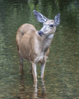 Dişi geyikler sığ sularda zarif bir şekilde dururlar. Ormanın sakinliğini yansıtırlar. Hayvan, yemyeşil yeşilliklerle çevrili olarak arkasına baktığında sakin ve meraklı görünüyor..