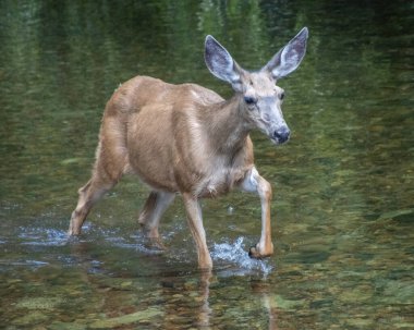 Bir dişi geyik yavaşça sığ sularda yürür. Güneş ışığı etrafındaki ağaçların arasından süzülürken çakıl taşlarını karıştırır. Huzurlu orman ortamı sükuneti artırıyor..